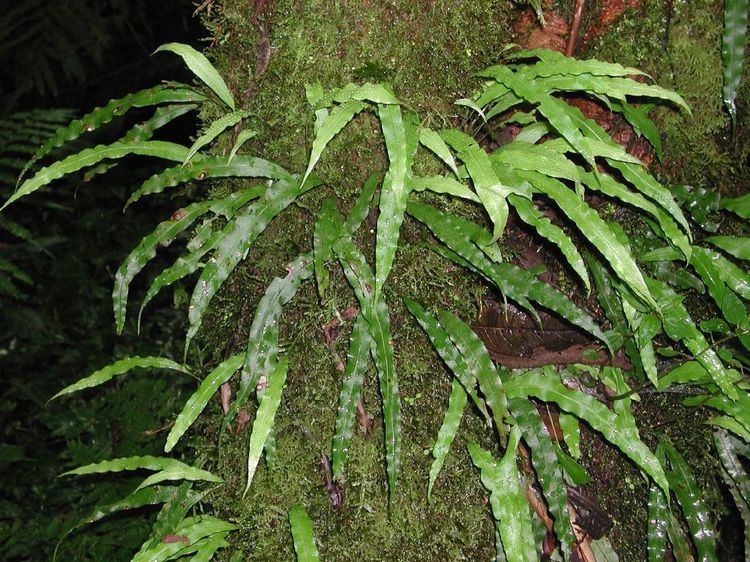 Polypodiaceae Campyloneurum falcoideum Polypodiaceae image 14633 at