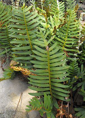 Polypodiidae (plant) httpsuploadwikimediaorgwikipediacommonsthu