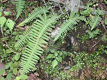 Polypodium httpsuploadwikimediaorgwikipediacommonsthu