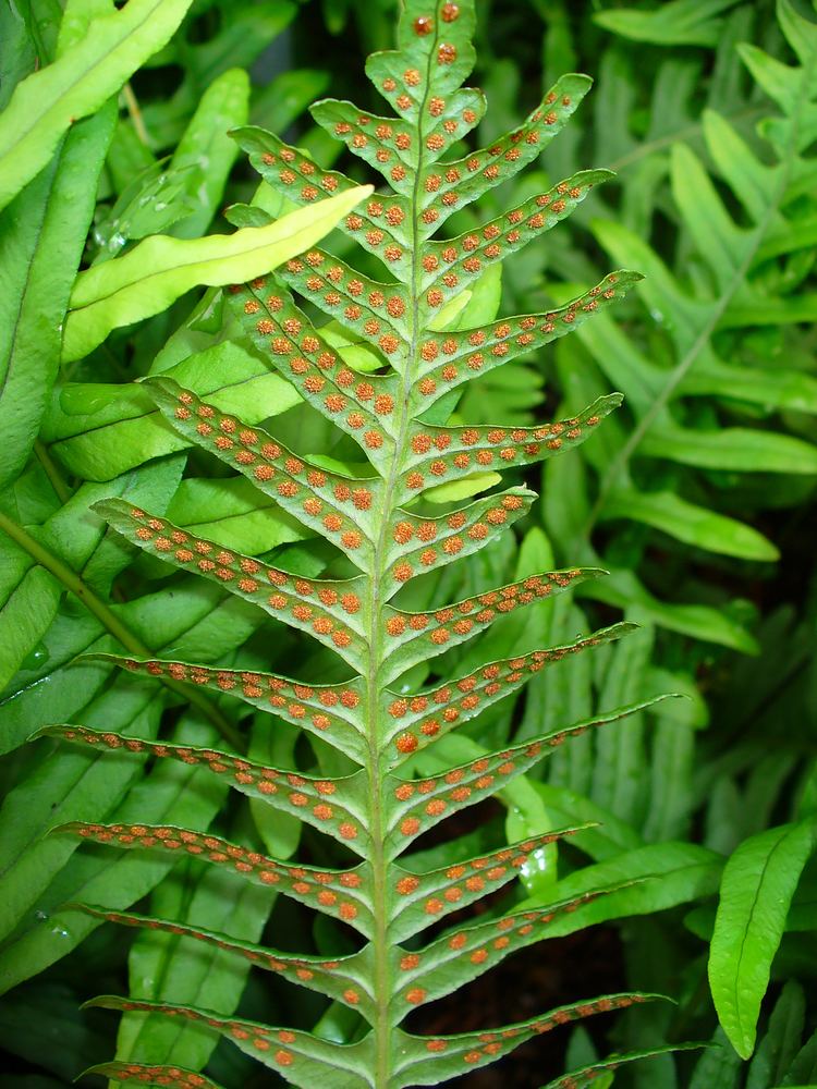 Polypodium Polypodium vulgare Wikiwand