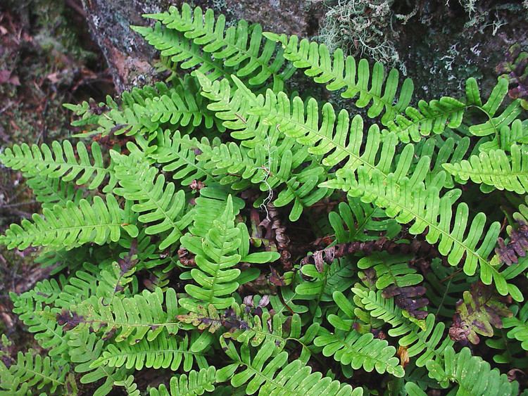 Polypodium Polypodium virginianum rock polypody Go Botany