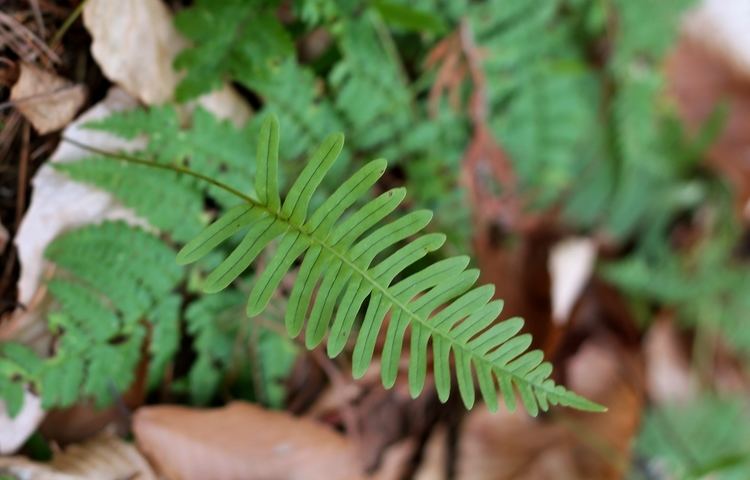 Polypodium appalachianum Polypodium appalachianum Ferns and Lycophytes of the World