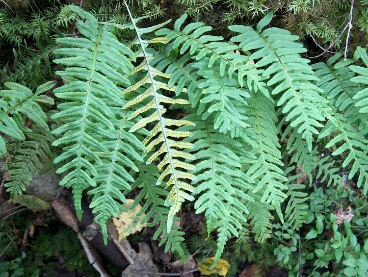 Polypodium Polypodium vulgare Wikiwand