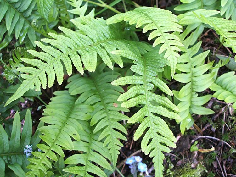 Polypodium Polypody Polypodium vulgare NatureSpot