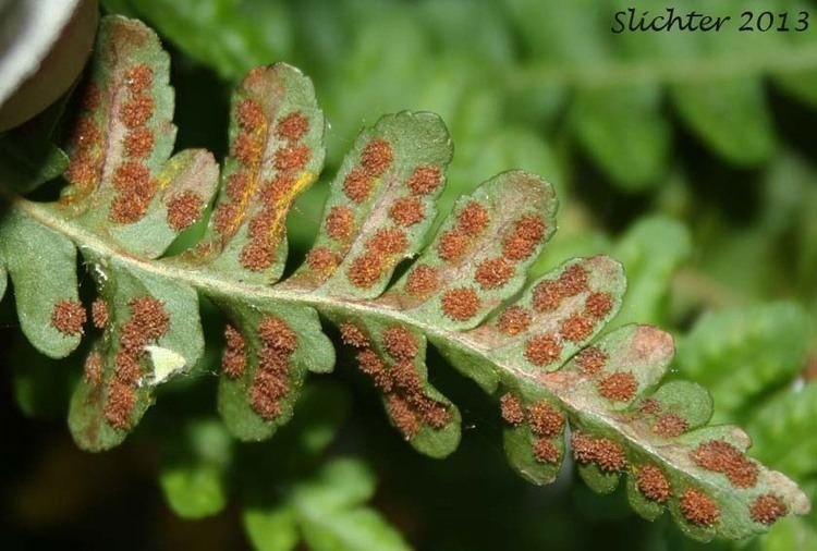 Polypodium hesperium Western Polypody Polypodium hesperium Synonyms Polypodium