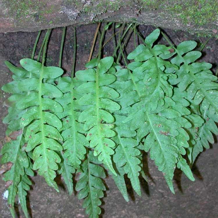 Polypodium hesperium SEINet Arizona Chapter Polypodium hesperium