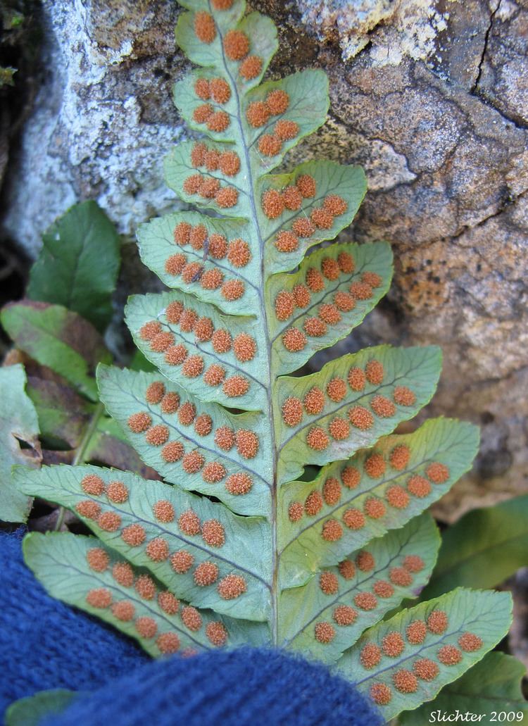 Polypodium hesperium Western Polypody Polypodium hesperium Synonyms Polypodium