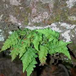 Polypodium hesperium SEINet Arizona Chapter Polypodium hesperium