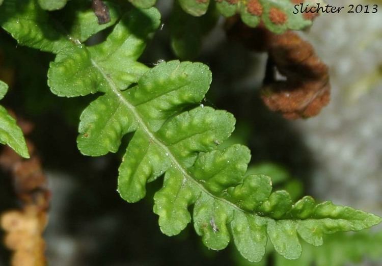 Polypodium hesperium Polypody Polypodium hesperium Synonyms Polypodium prolongilobum