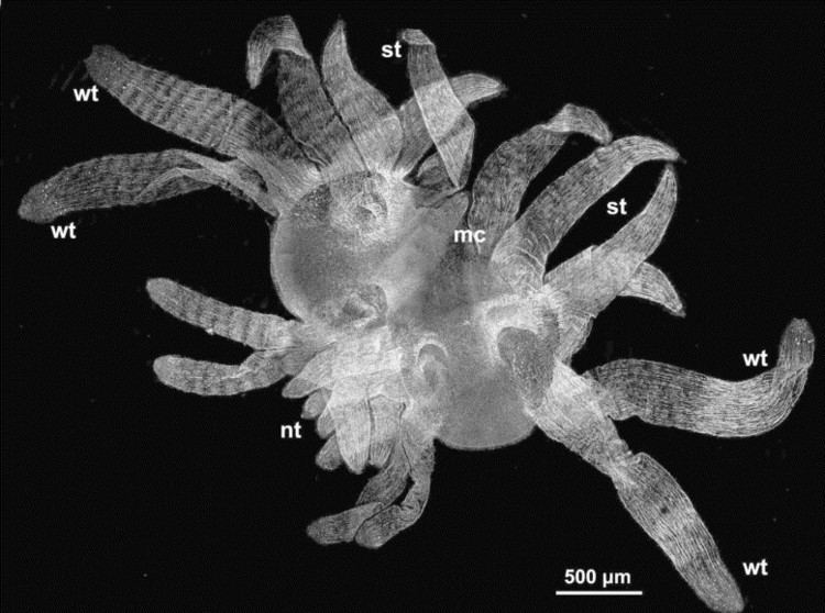 Polypodium hydriforme Muscular system of a peculiar parasitic cnidarian Polypodium