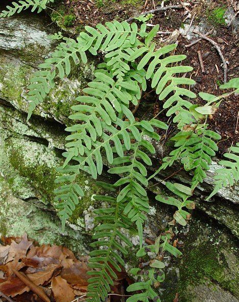 Polypodium virginianum Polypodium virginianum page