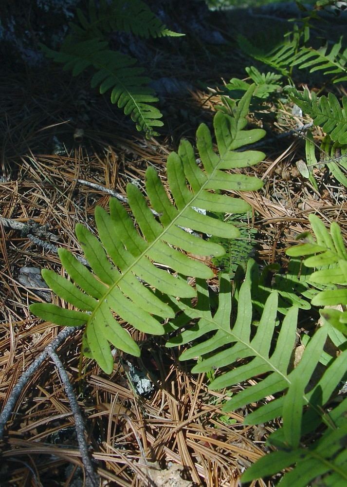 Polypodium virginianum Polypodium virginianum rock polypody Go Botany