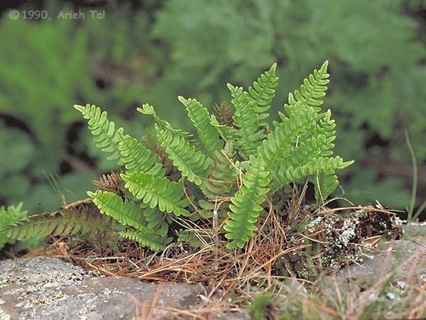 Polypodium virginianum Polypodium virginianum