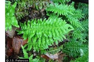 Polypodium virginianum Plants Profile for Polypodium virginianum rock polypody