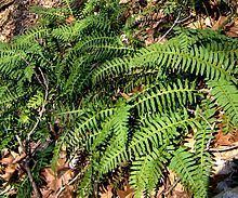 Polypodium virginianum Polypodium virginianum Wikipedia