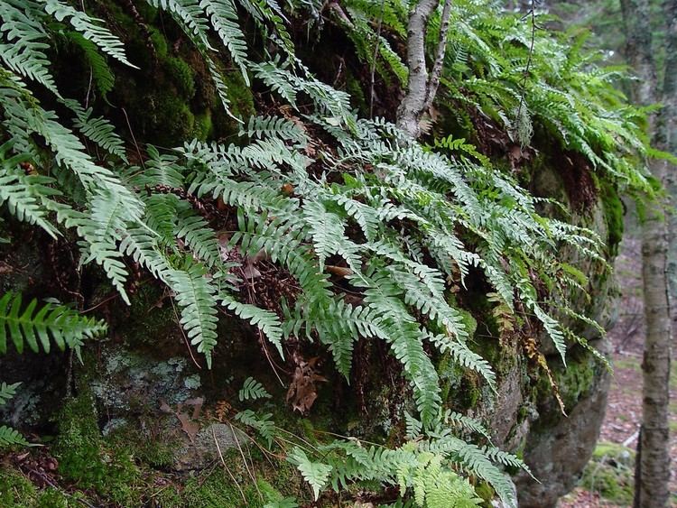 Polypodium virginianum Polypodium virginianum rock polypody Go Botany