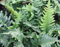 Polypodium vulgare Buy common polypody Polypodium vulgare Delivery by Crocus