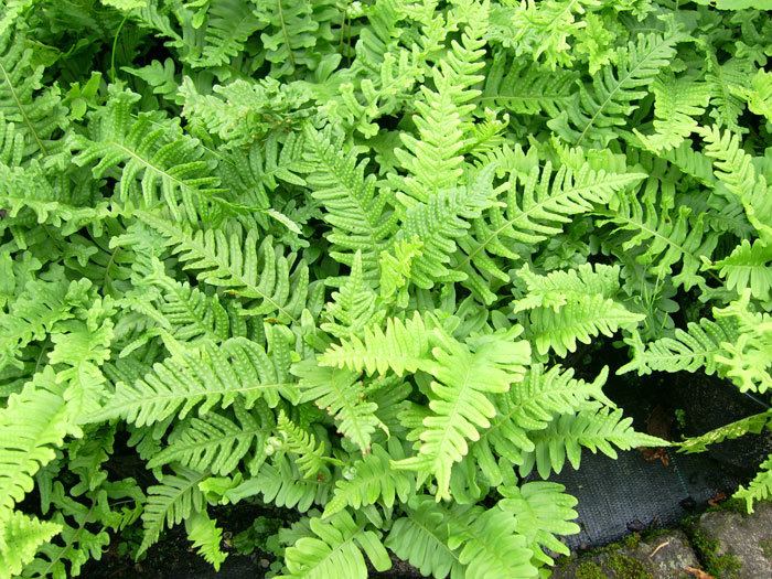 Polypodium vulgare Polypodium Vulgare