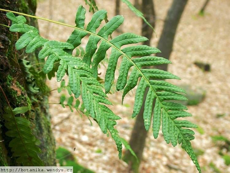 Polypodium vulgare medicinal herbs POLYPODY Polypodium vulgare