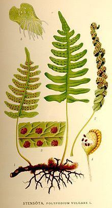 Polypodium vulgare httpsuploadwikimediaorgwikipediacommonsthu