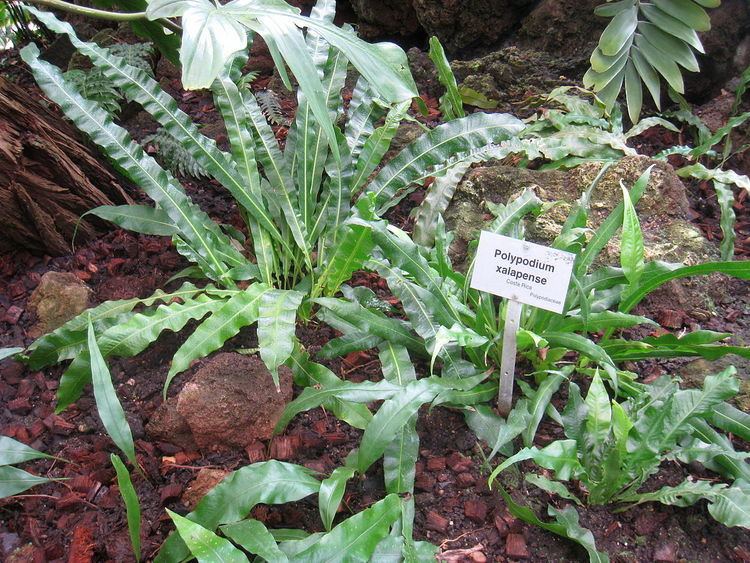 Polypodium xalapense
