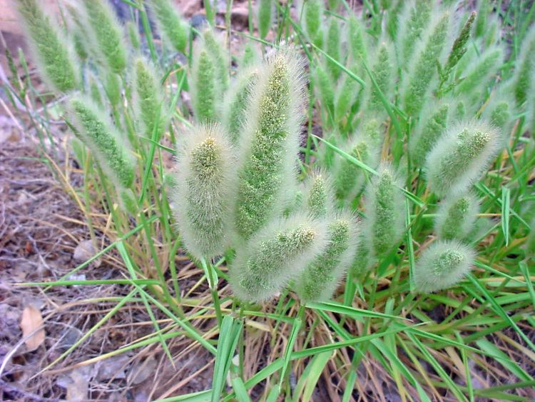 Polypogon Vascular Plants of the Gila Wilderness Polypogon monspeliensis