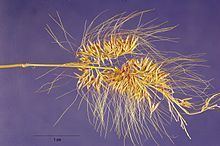 Polypogon australis httpsuploadwikimediaorgwikipediacommonsthu