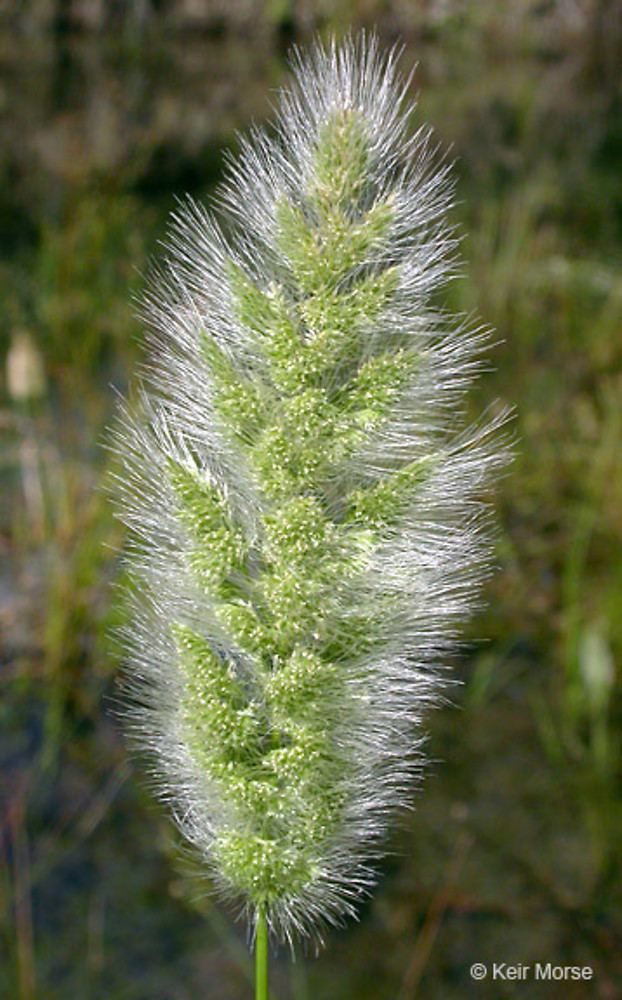 Polypogon Polypogon monspeliensis annual rabbit39sfoot grass Go Botany