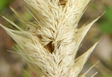 Polypogon maritimus Polypogon maritimus Manual of the Alien Plants of Belgium