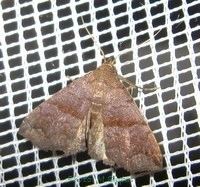 Polypogon (moth)