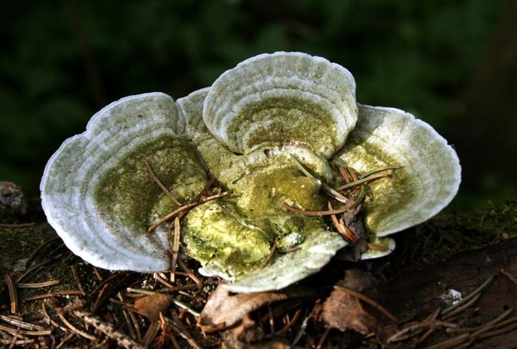 Polyporaceae FilePolyporaceae pljpg Wikimedia Commons