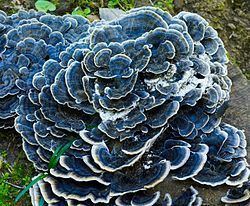 Polyporaceae Polyporaceae Wikispecies