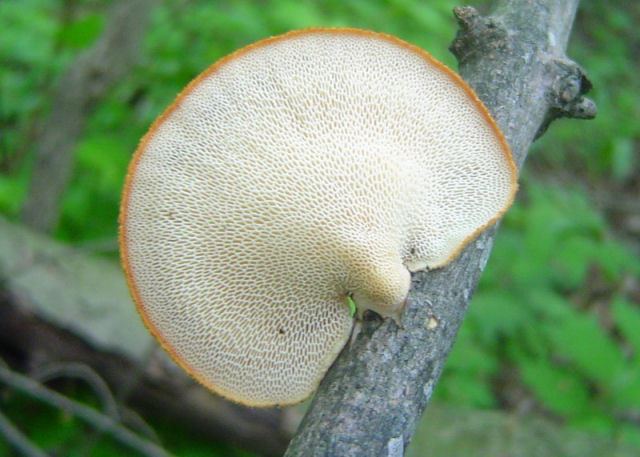 Polyporus alveolaris Polyporus alveolaris at Indiana Mushrooms