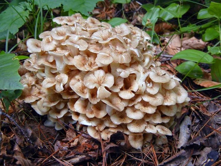 Polyporus umbellatus Weird and Wonderful Wild Mushrooms A Multiuse Forest Candelabra