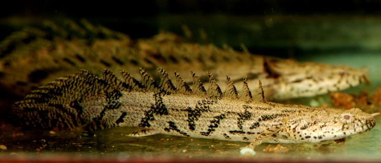 Polypterus endlicheri endlicheri msjinkzdcomfreshwaterwpcontentuploads201208