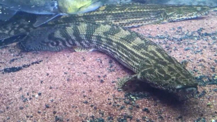 Polypterus lapradei Faranah lapradei YouTube