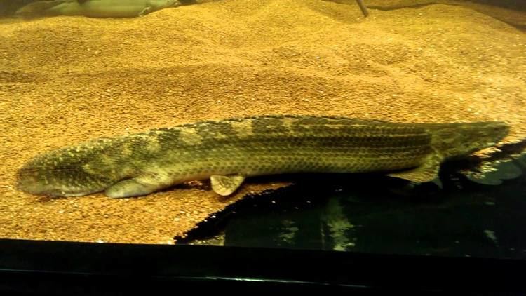 Polypterus lapradei Polypterus lapradei koliba YouTube