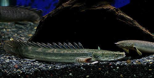 Polypterus lapradei Polypterus Lapradei andripogo Flickr