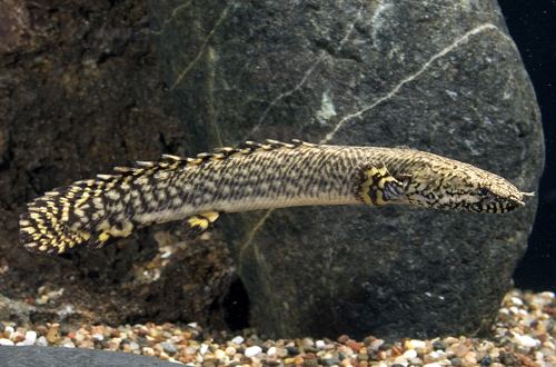 Polypterus ornatipinnis fishbowldover polypterus ornatipinnis