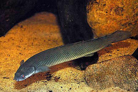 Polypterus senegalus wwwseriouslyfishcomwpcontentuploads201203p