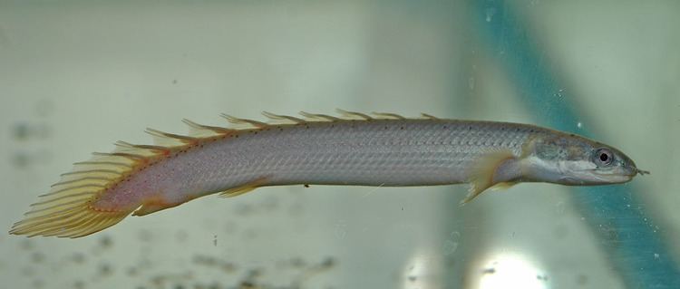 Polypterus senegalus Polypterus senegalus