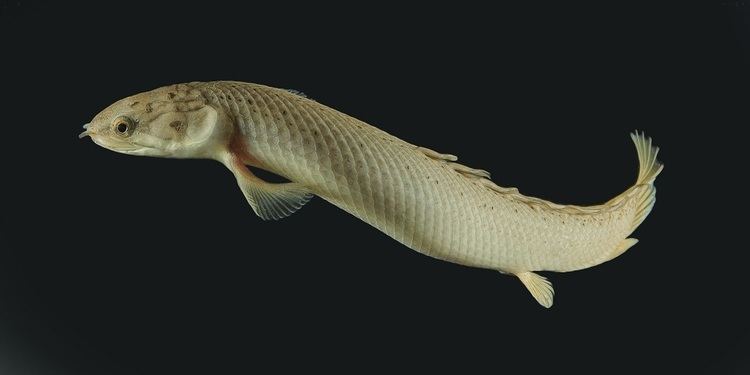 Polypterus senegalus Polypterus