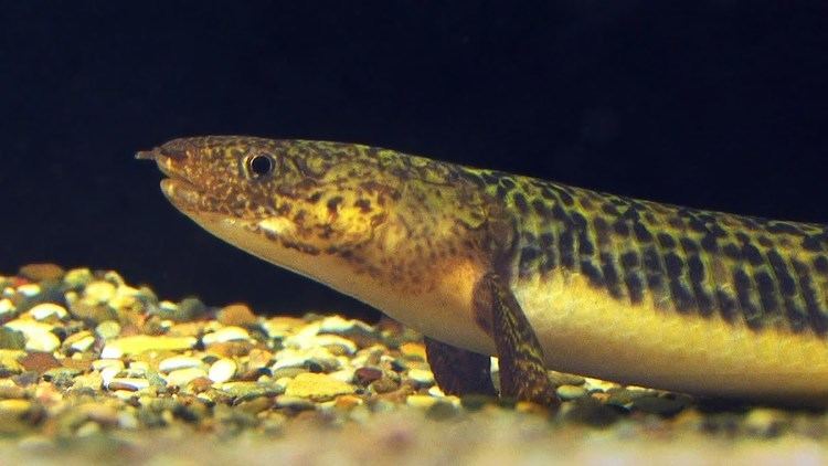 Polypterus teugelsi Polypterus teugelsi YouTube