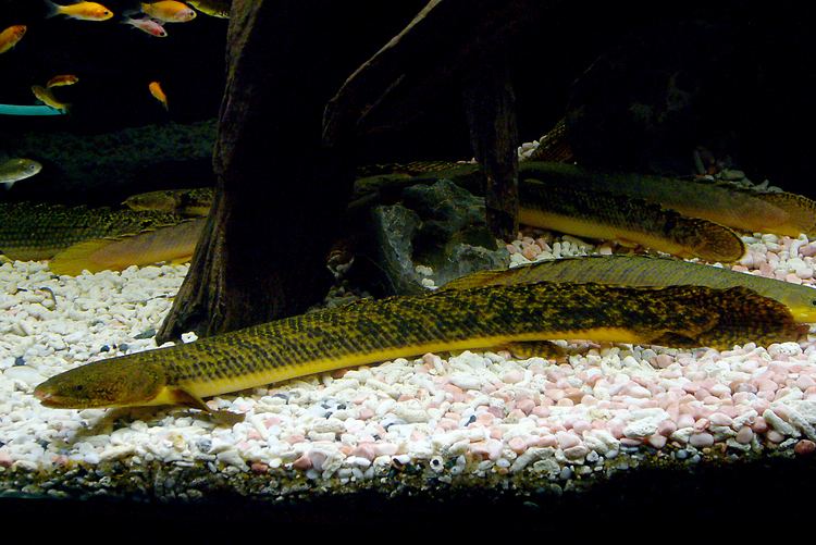 Polypterus teugelsi Polypterus Teugelsi Price Page 2 MonsterFishKeeperscom