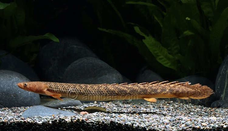 Polypterus teugelsi Polypterus teugelsi