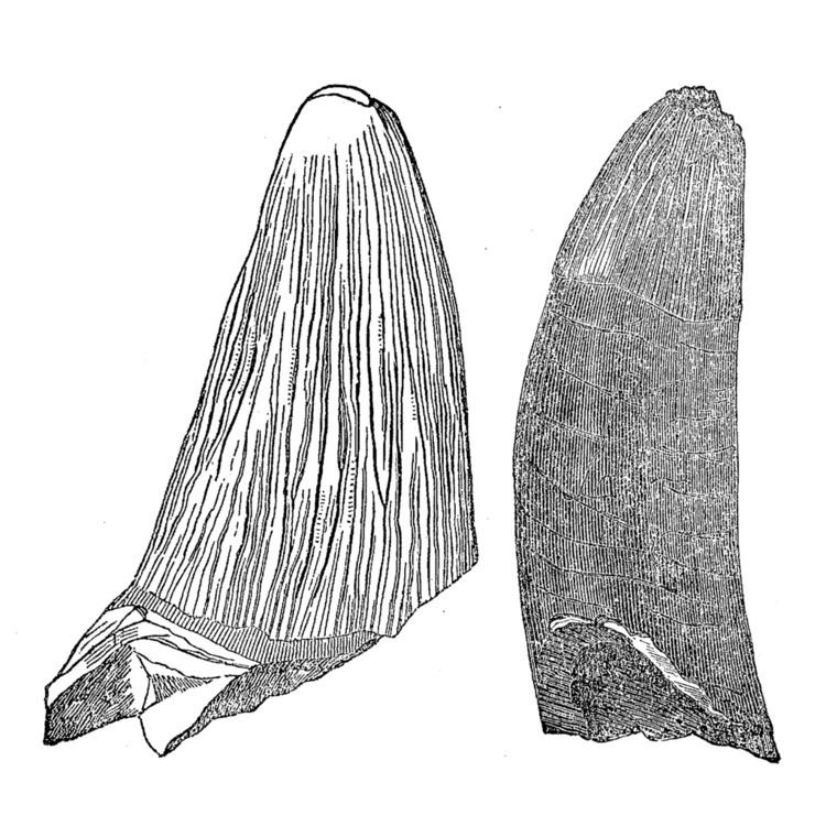 Polyptychodon FilePolyptychodon tooth by Emmonspng Wikimedia Commons