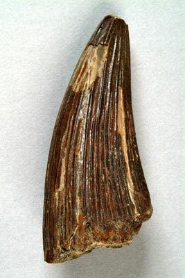 Polyptychodon Darwin Country Tooth of fossil pliosaur Polyptychodon interruptus