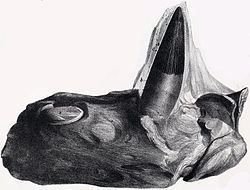 Polyptychodon Polyptychodon Wikipedia
