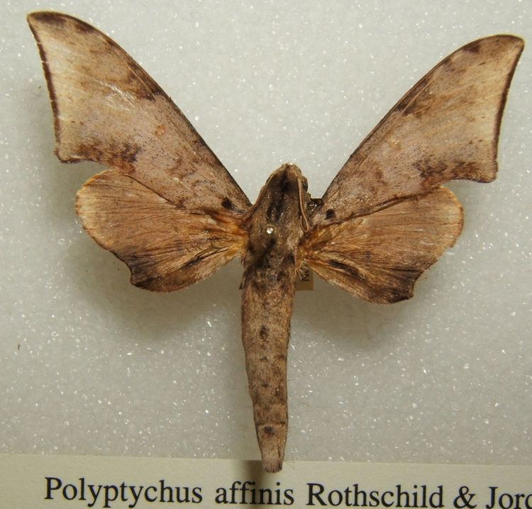 Polyptychus affinis