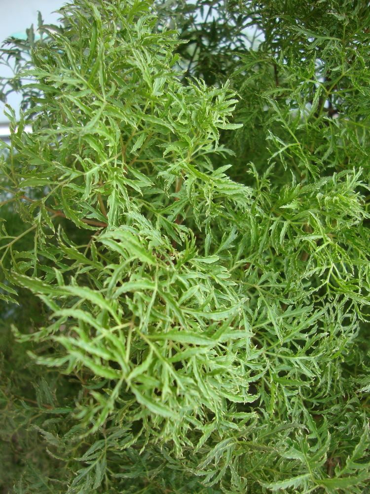 Polyscias fruticosa tropicalthefernsinfoplantimagese2e2105b01cb7